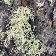 Usnea sp. (genus) (Bearded lichen) at Denman Prospect 2 Estate Deferred Area (Block 12) - 23 Nov 2021 by tpreston