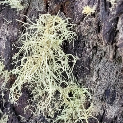 Usnea sp. (genus) (Bearded lichen) at Molonglo Valley, ACT - 23 Nov 2021 by tpreston