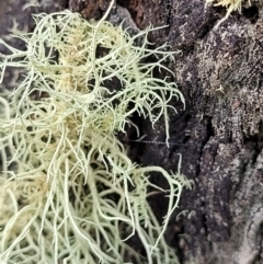 Usnea sp. (genus) at Molonglo Valley, ACT - 23 Nov 2021 04:11 PM