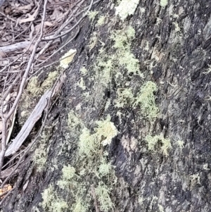 Usnea sp. (genus) at Molonglo Valley, ACT - 23 Nov 2021 04:11 PM