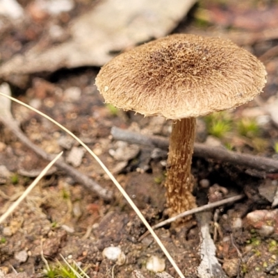 Inocybe sp. (Inocybe) at Stromlo, ACT - 23 Nov 2021 by tpreston