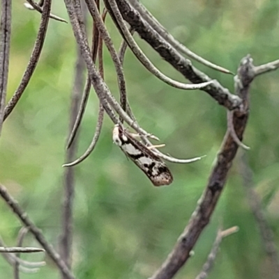 Eusemocosma pruinosa (Philobota Group Concealer Moth) at Molonglo Valley, ACT - 23 Nov 2021 by tpreston