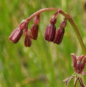 Gonocarpus tetragynus at Molonglo Valley, ACT - 23 Nov 2021