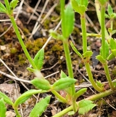 Gonocarpus tetragynus at Molonglo Valley, ACT - 23 Nov 2021