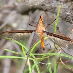 Leptotarsus (Macromastix) costalis (Common Brown Crane Fly) at Denman Prospect 2 Estate Deferred Area (Block 12) - 23 Nov 2021 by tpreston