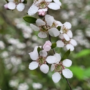 Leptospermum obovatum at Molonglo Valley, ACT - 23 Nov 2021