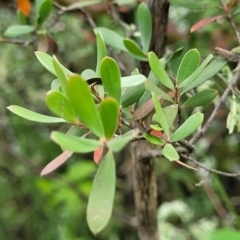 Leptospermum obovatum at Molonglo Valley, ACT - 23 Nov 2021