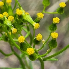 Senecio hispidulus (Hill Fireweed) at Stromlo, ACT - 23 Nov 2021 by tpreston