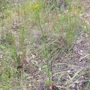 Senecio hispidulus at Stromlo, ACT - 23 Nov 2021