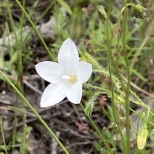 Wahlenbergia stricta subsp. stricta at Stromlo, ACT - 22 Nov 2021 12:48 PM