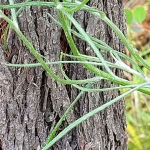 Senecio quadridentatus at Stromlo, ACT - 23 Nov 2021