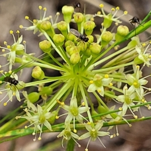 Hydrocotyle laxiflora at Stromlo, ACT - 23 Nov 2021