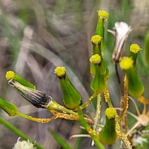 Senecio diaschides at Stromlo, ACT - 23 Nov 2021