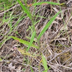 Senecio diaschides at Stromlo, ACT - 23 Nov 2021