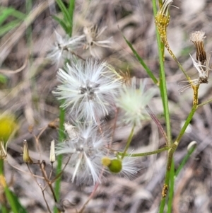 Senecio diaschides at Stromlo, ACT - 23 Nov 2021