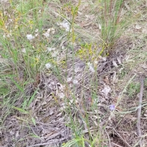 Senecio diaschides at Stromlo, ACT - 23 Nov 2021