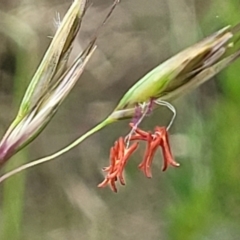 Rytidosperma pallidum (Red-anther Wallaby Grass) at Stromlo, ACT - 23 Nov 2021 by trevorpreston