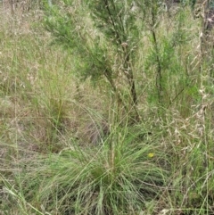 Rytidosperma pallidum at Stromlo, ACT - 23 Nov 2021