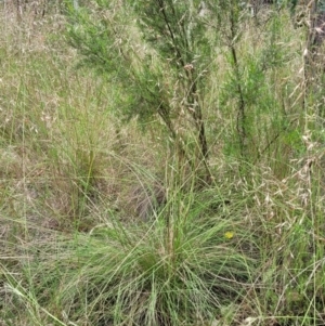 Rytidosperma pallidum at Stromlo, ACT - 23 Nov 2021