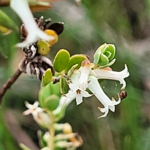 Brachyloma daphnoides at Stromlo, ACT - 23 Nov 2021