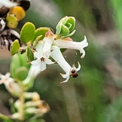 Brachyloma daphnoides at Stromlo, ACT - 23 Nov 2021 03:49 PM