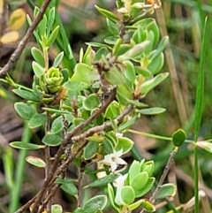 Brachyloma daphnoides at Stromlo, ACT - 23 Nov 2021