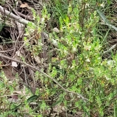 Brachyloma daphnoides at Stromlo, ACT - 23 Nov 2021