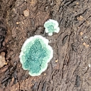 Trichoderma 'green fluffy' at Stromlo, ACT - 23 Nov 2021