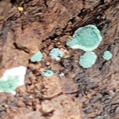 Trichoderma 'green fluffy' at Stromlo, ACT - 23 Nov 2021