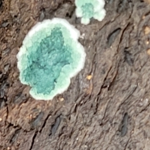 Trichoderma 'green fluffy' at Stromlo, ACT - 23 Nov 2021