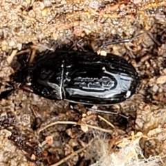 Oodini (tribe) (Oodine carabid beetle) - 1 Jan 1900 by trevorpreston