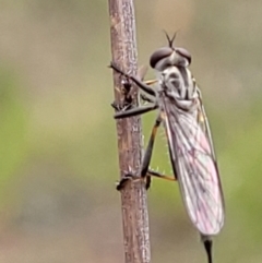 Cerdistus sp. (genus) (Slender Robber Fly) at Stromlo, ACT - 23 Nov 2021 by tpreston