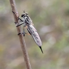 Cerdistus sp. (genus) at Stromlo, ACT - 23 Nov 2021