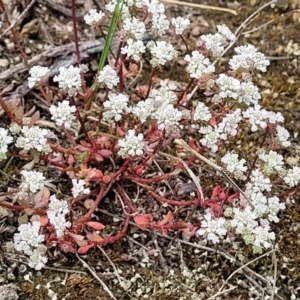 Poranthera microphylla at Stromlo, ACT - 23 Nov 2021 03:44 PM