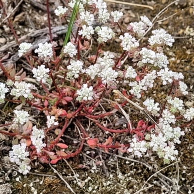 Poranthera microphylla (Small Poranthera) at Stromlo, ACT - 23 Nov 2021 by trevorpreston