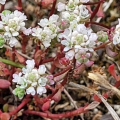 Poranthera microphylla at Stromlo, ACT - 23 Nov 2021