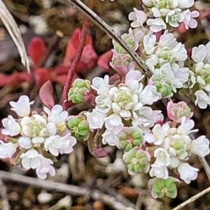 Poranthera microphylla at Stromlo, ACT - 23 Nov 2021