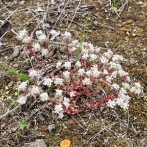 Poranthera microphylla at Stromlo, ACT - 23 Nov 2021 03:44 PM