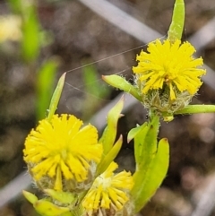 Triptilodiscus pygmaeus (Annual Daisy) at Stromlo, ACT - 23 Nov 2021 by tpreston