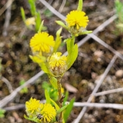 Triptilodiscus pygmaeus at Stromlo, ACT - 23 Nov 2021