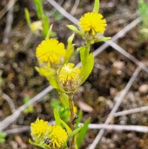 Triptilodiscus pygmaeus at Stromlo, ACT - 23 Nov 2021