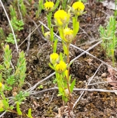 Triptilodiscus pygmaeus at Stromlo, ACT - 23 Nov 2021