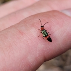 Paederus sp. (genus) (Whiplash rove beetle) at Denman Prospect 2 Estate Deferred Area (Block 12) - 23 Nov 2021 by tpreston