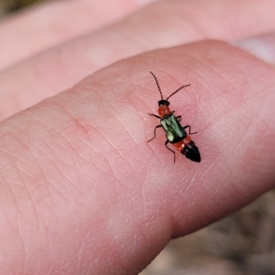 Paederus sp. (genus) (Whiplash rove beetle) at Molonglo Valley, ACT - 23 Nov 2021 by trevorpreston