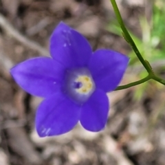 Wahlenbergia planiflora at Stromlo, ACT - 23 Nov 2021 by tpreston