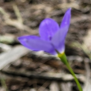 Wahlenbergia planiflora at Stromlo, ACT - 23 Nov 2021