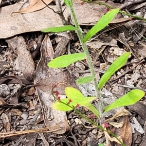 Wahlenbergia planiflora at Stromlo, ACT - 23 Nov 2021