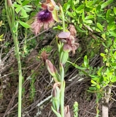 Calochilus platychilus at Stromlo, ACT - 23 Nov 2021