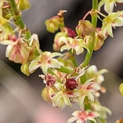 Rumex acetosella (Sheep Sorrel) at Denman Prospect 2 Estate Deferred Area (Block 12) - 23 Nov 2021 by tpreston