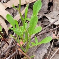 Rumex acetosella at Molonglo Valley, ACT - 23 Nov 2021